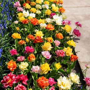 Dubbelbloemige tulp Mix 'Murillo'