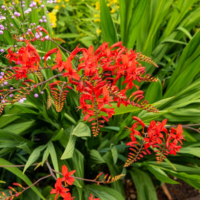 Crocosmia 'Lucifer' (x15) - Crocosmia - Montbretia - Willemse
