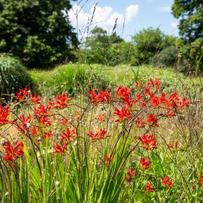 Crocosmia 'Lucifer' (x15)
