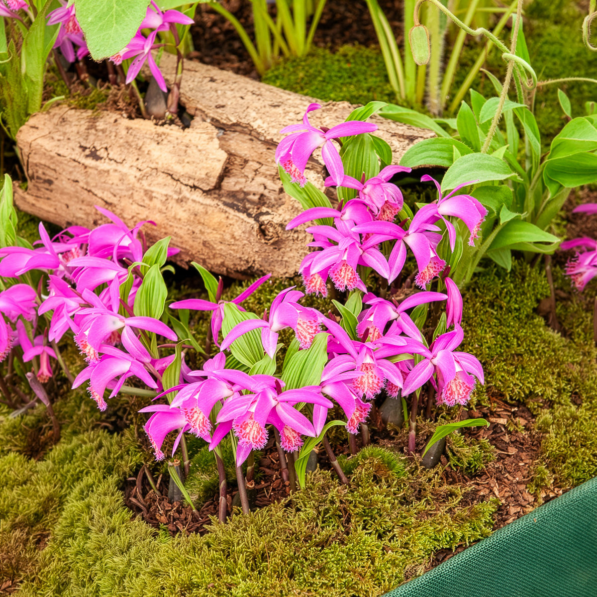 Tuinorchidee 'Tongariro' - Willemse