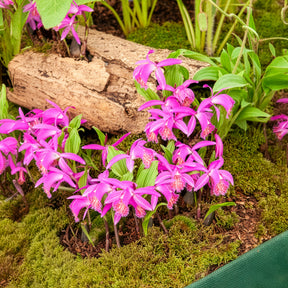 Tuinorchidee 'Tongariro' - Willemse