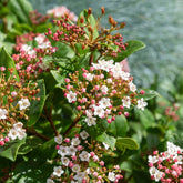 Sneeuwbal 'Gwenllian' - Viburnum tinus Gwenllian - Willemse