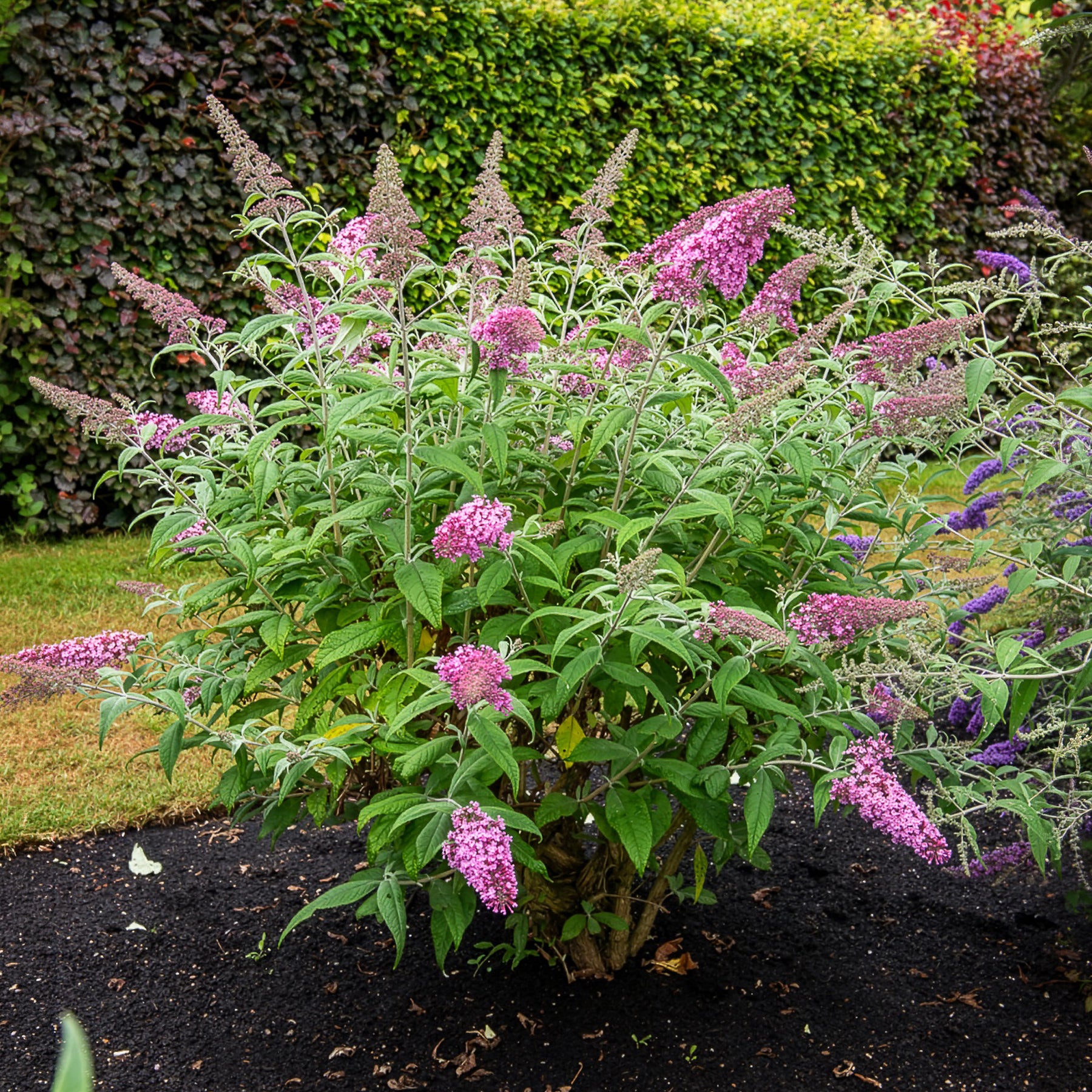 Vlinderstruik 'Pink Delight' - Willemse