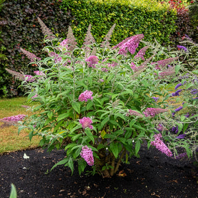 Vlinderstruik 'Pink Delight' - Willemse