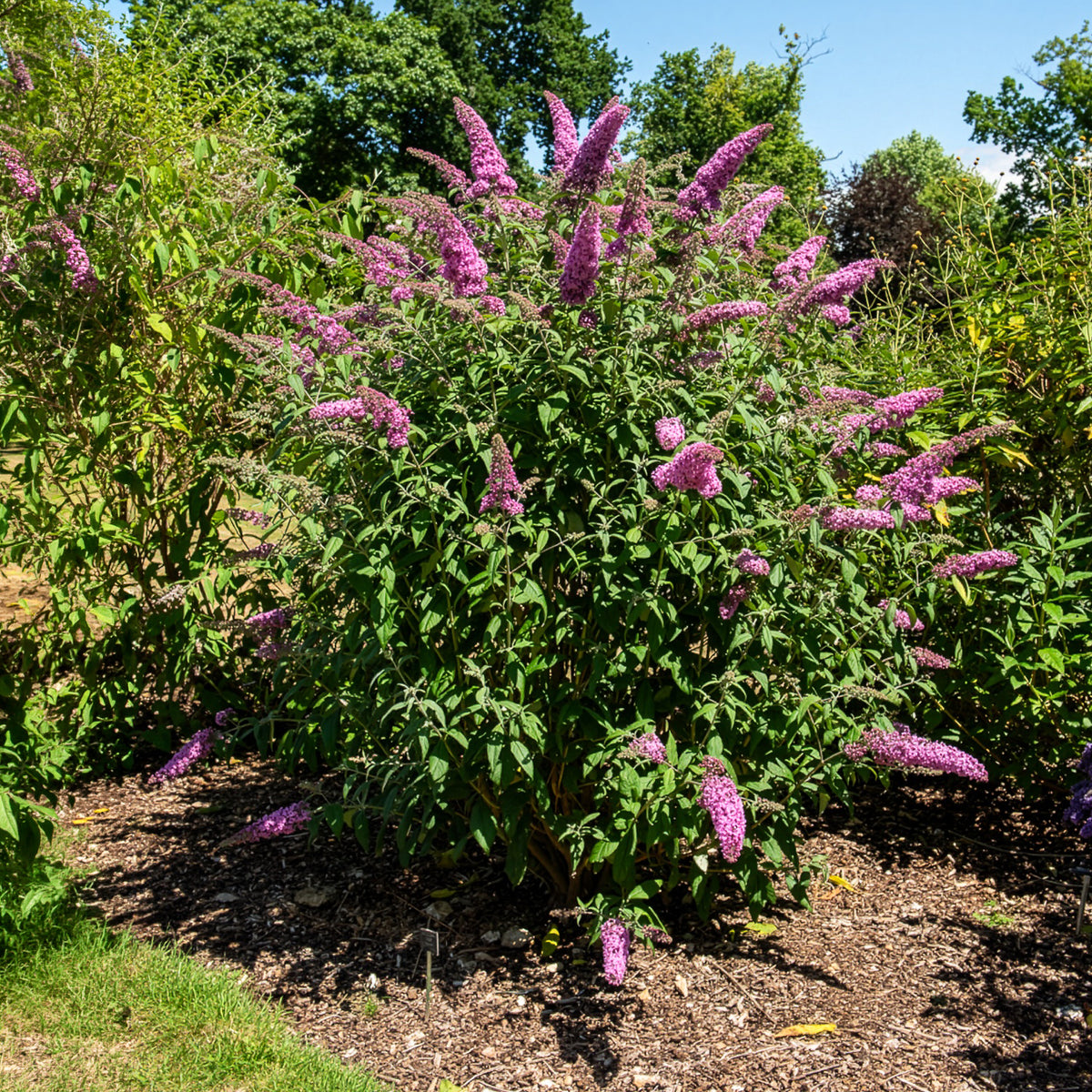 Vlinderstruik - Buddleja - Vlinderstruik 'Pink Delight' - Buddleja davidii pink delight