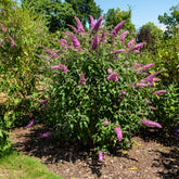 Vlinderstruik - Buddleja - Vlinderstruik 'Pink Delight' - Buddleja davidii pink delight