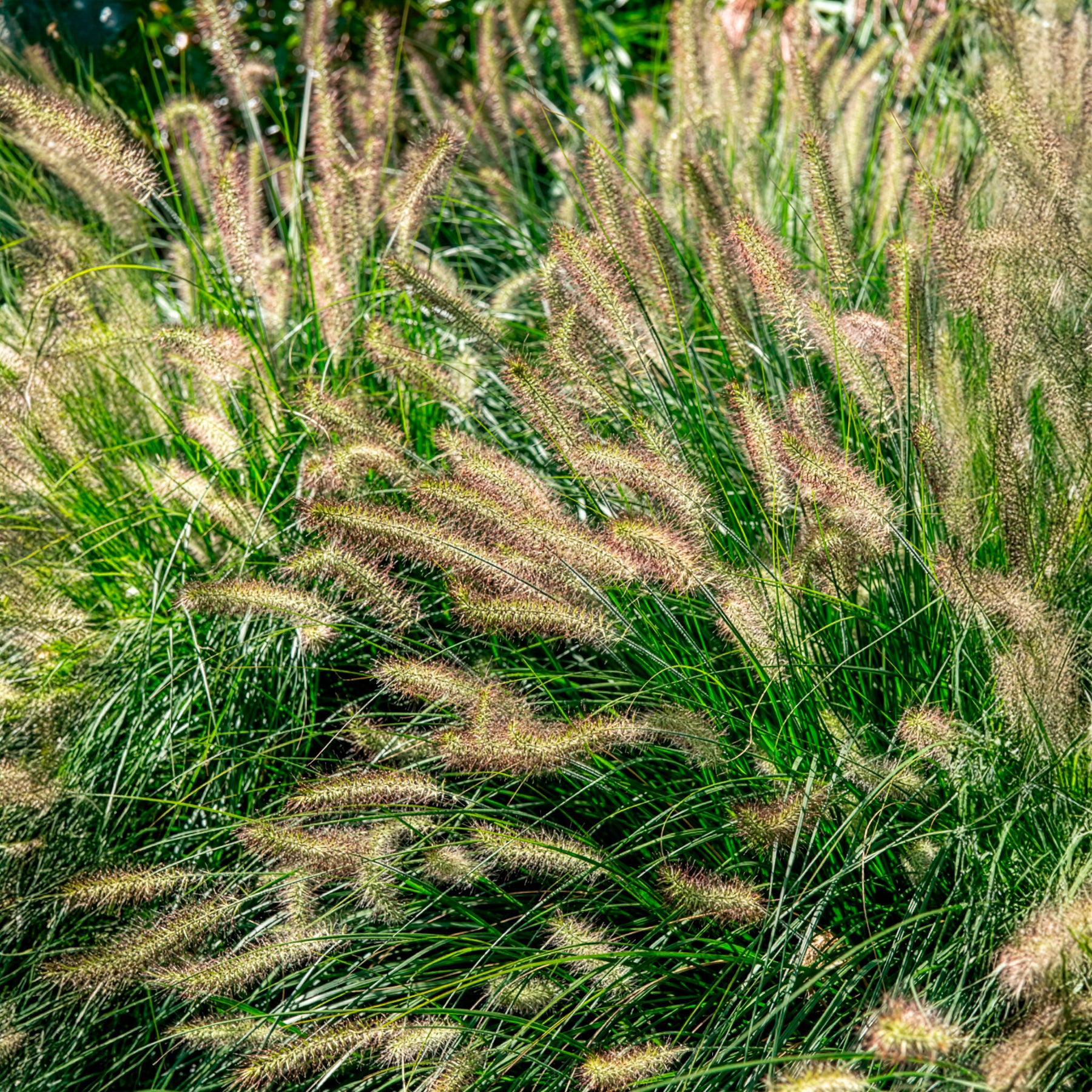 Lampenpoetsersgras 'Hameln' - Pennisetum - Willemse
