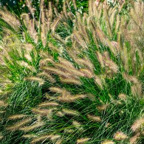 Lampenpoetsersgras 'Hameln' - Pennisetum - Willemse