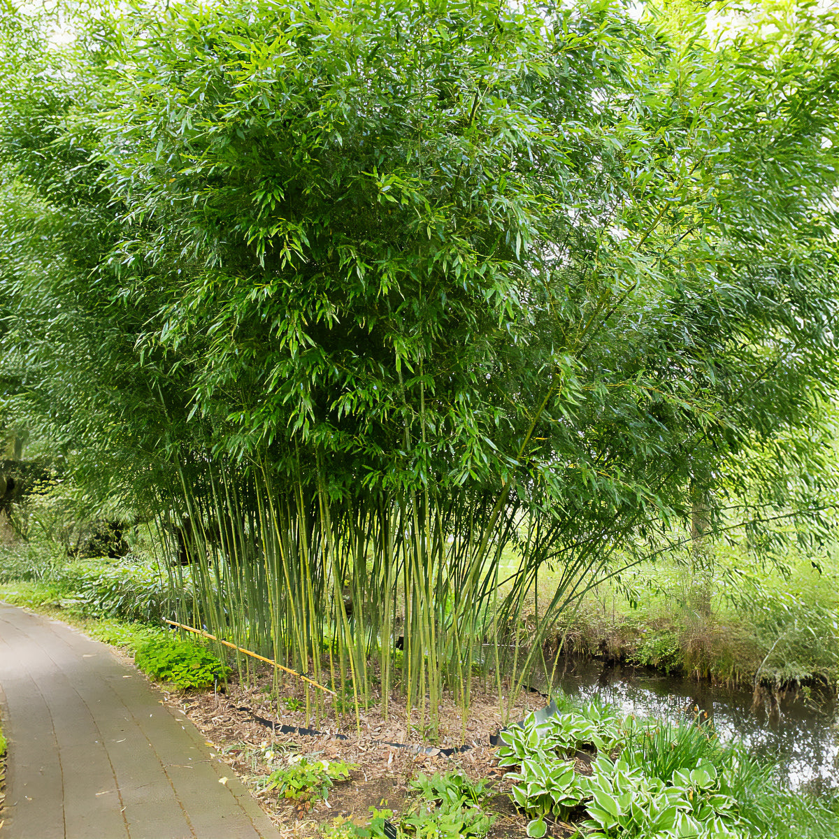Bamboe Phyllostachys - Willemse