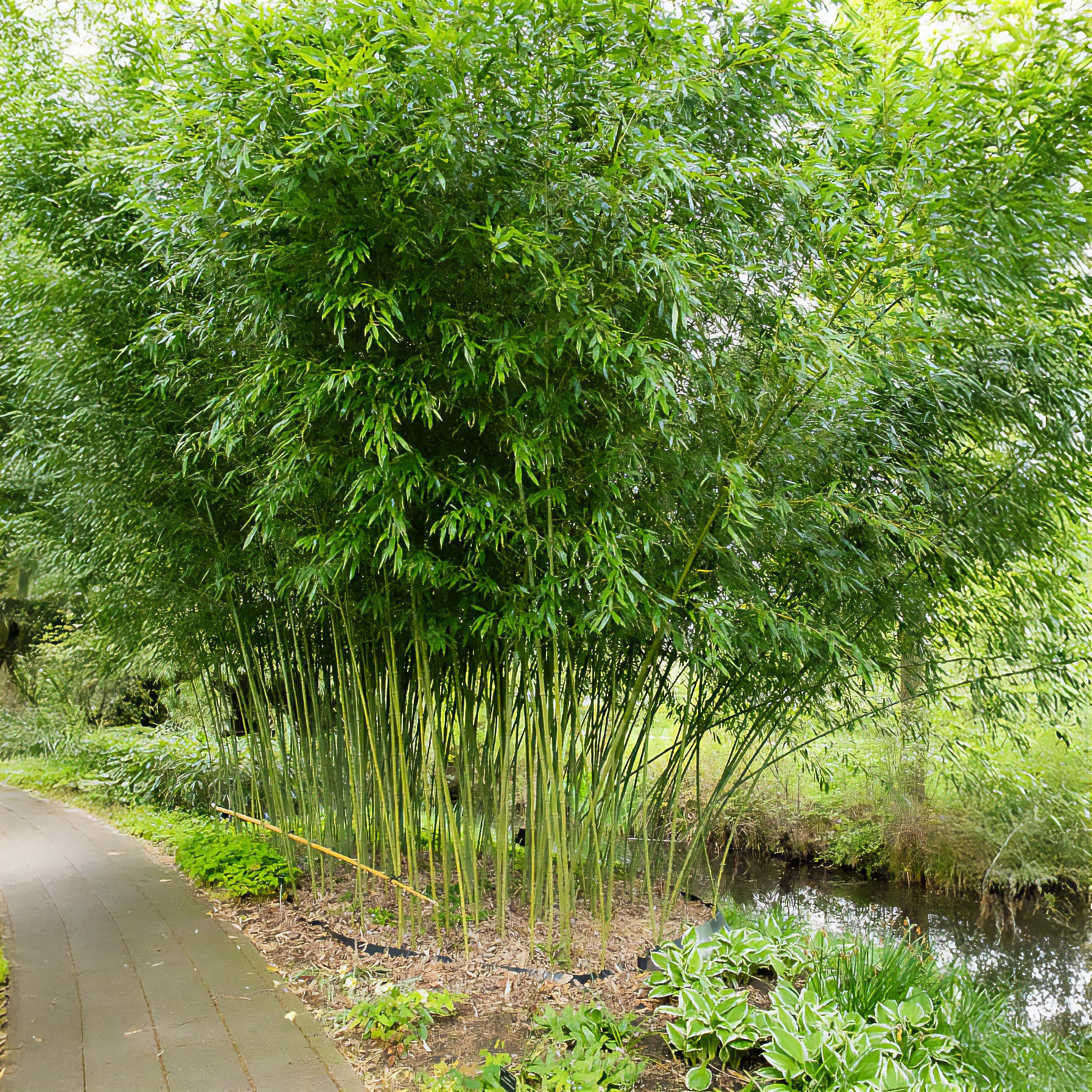 Bamboe Phyllostachys - Willemse