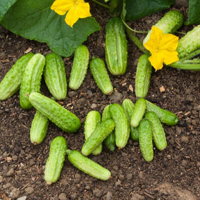 Cucumis sativus vert petit de paris - Augurk 'Petit de Paris' - Augurkzaden