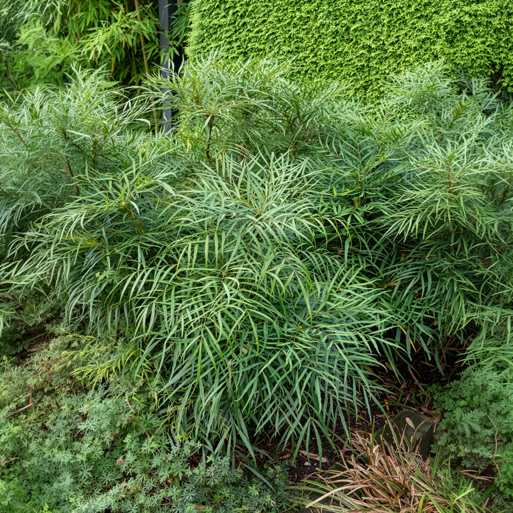 Bloeiende heesters - Chinese mahoniestruik 'Soft Caress' - Mahonia eurybracteata Soft Caress