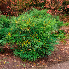 Verkoop Chinese mahoniestruik 'Soft Caress' - Mahonia eurybracteata Soft Caress