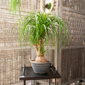 Olifantspoot - Beaucarnea recurvata - Willemse