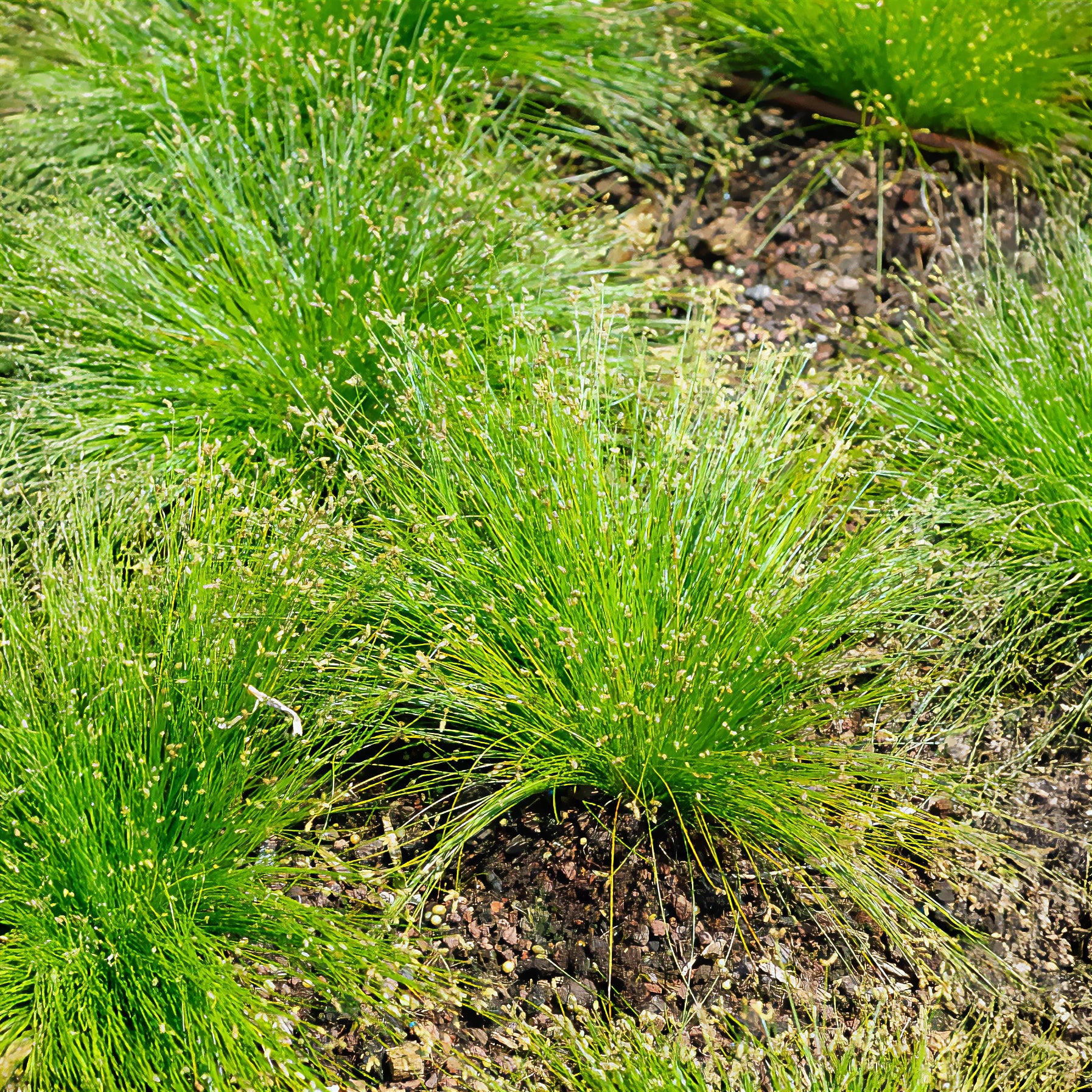 Alle vijverplanten - Bent bulrush Willemse vezelgras - Isolepis cernua