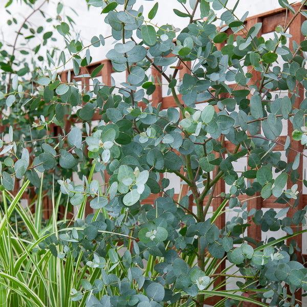 Verkoop Eucalyptus gunnii