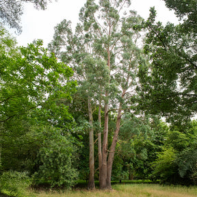 Verkoop Eucalyptus gunnii - Eucalyptus gunnii