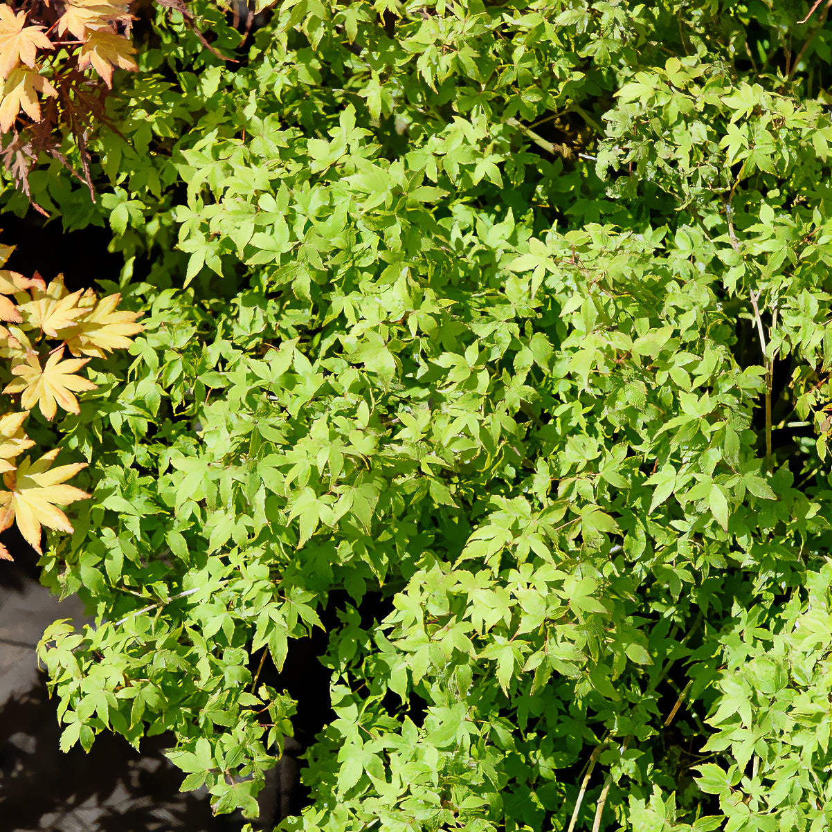 Japanse esdoorn 'Little Princess' - Willemse