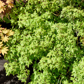 Japanse esdoorn 'Little Princess' - Willemse