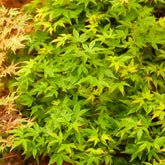 Japanse esdoorn 'Little Princess' - Acer palmatum little princess - Willemse