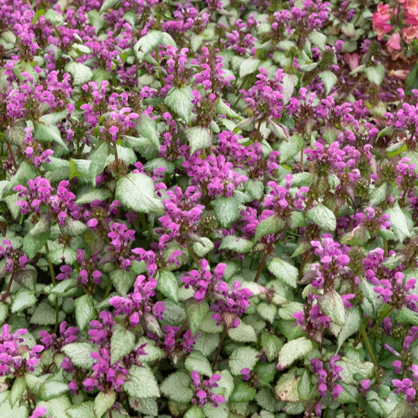 Gevlekte dovenetel 'Beacon Silver' - Lamium maculatum Beacon Silver - Willemse