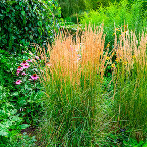 Siergrassen - Bont struisriet 'Overdam' - Calamagrostis acutiflora overdam