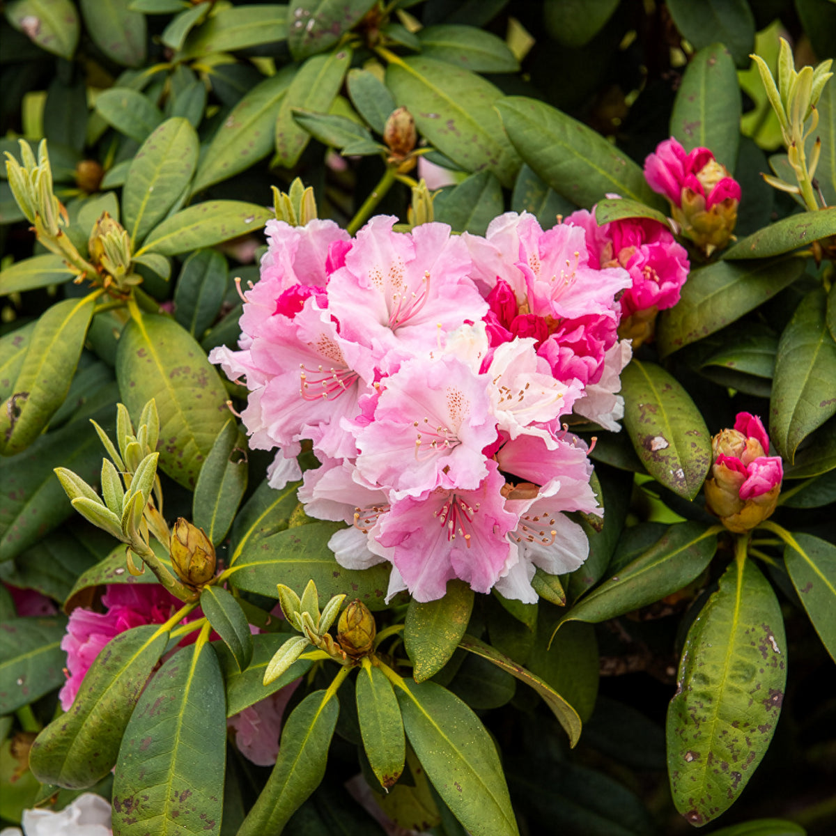 Rhododendron 'Nova Zembla' - Rhododendron yakushimanum Doc - Willemse