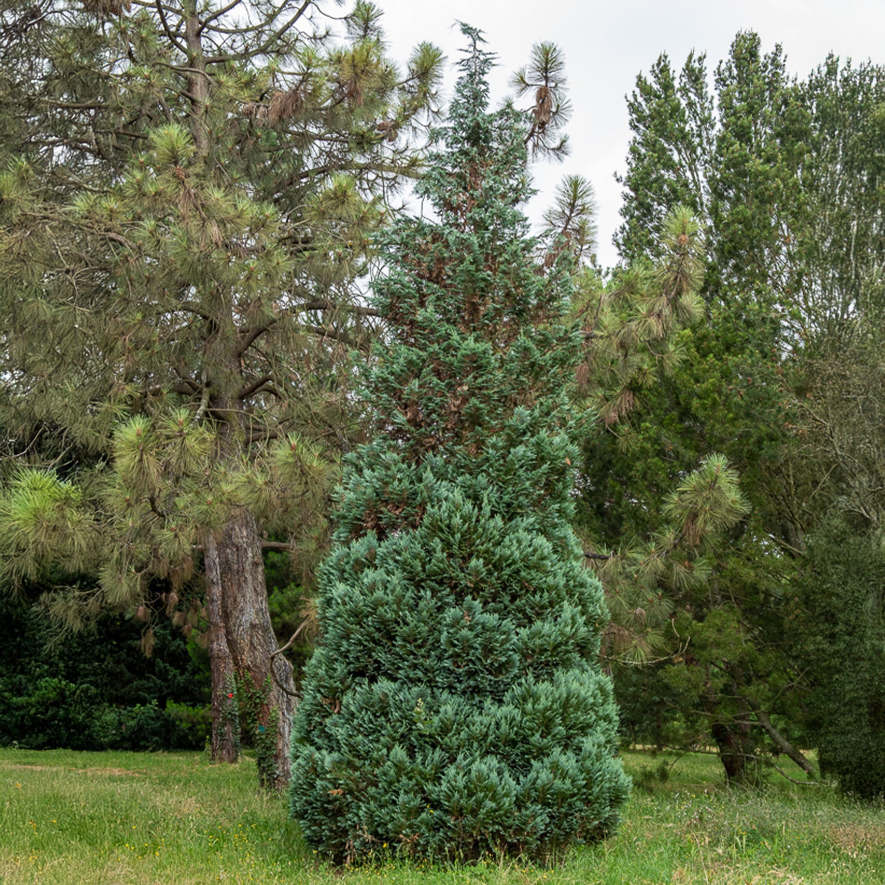 Schijncipres - Willemse