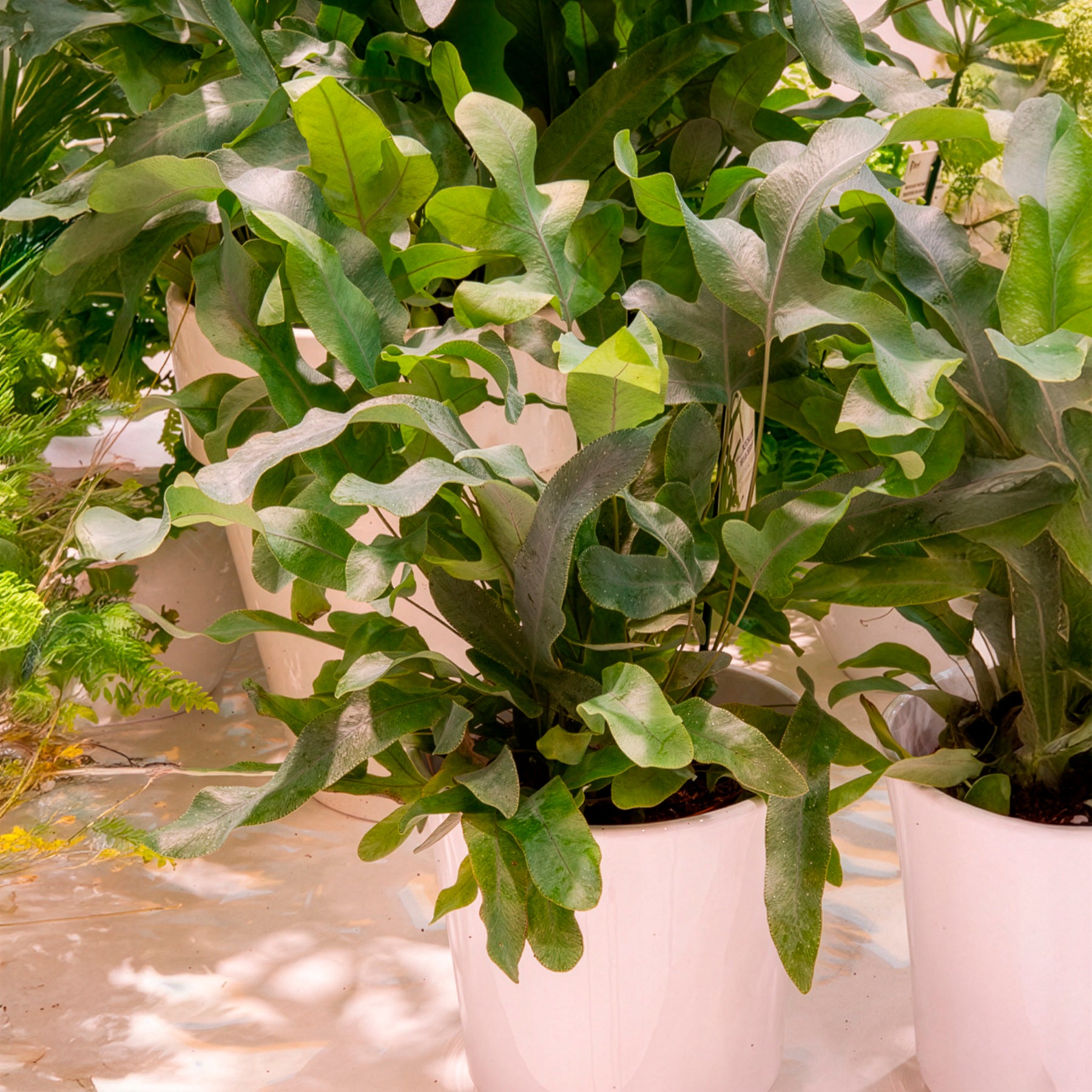 Blauwvaren 'Blue Star' - Phlebodium blue star - Willemse