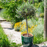 Olijfboom op stam - Olea europaea - Willemse