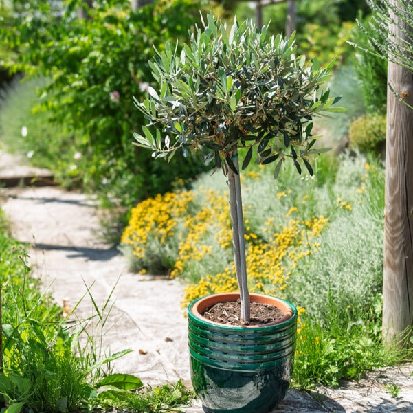 Olijfboom op stam - Olea europaea - Willemse