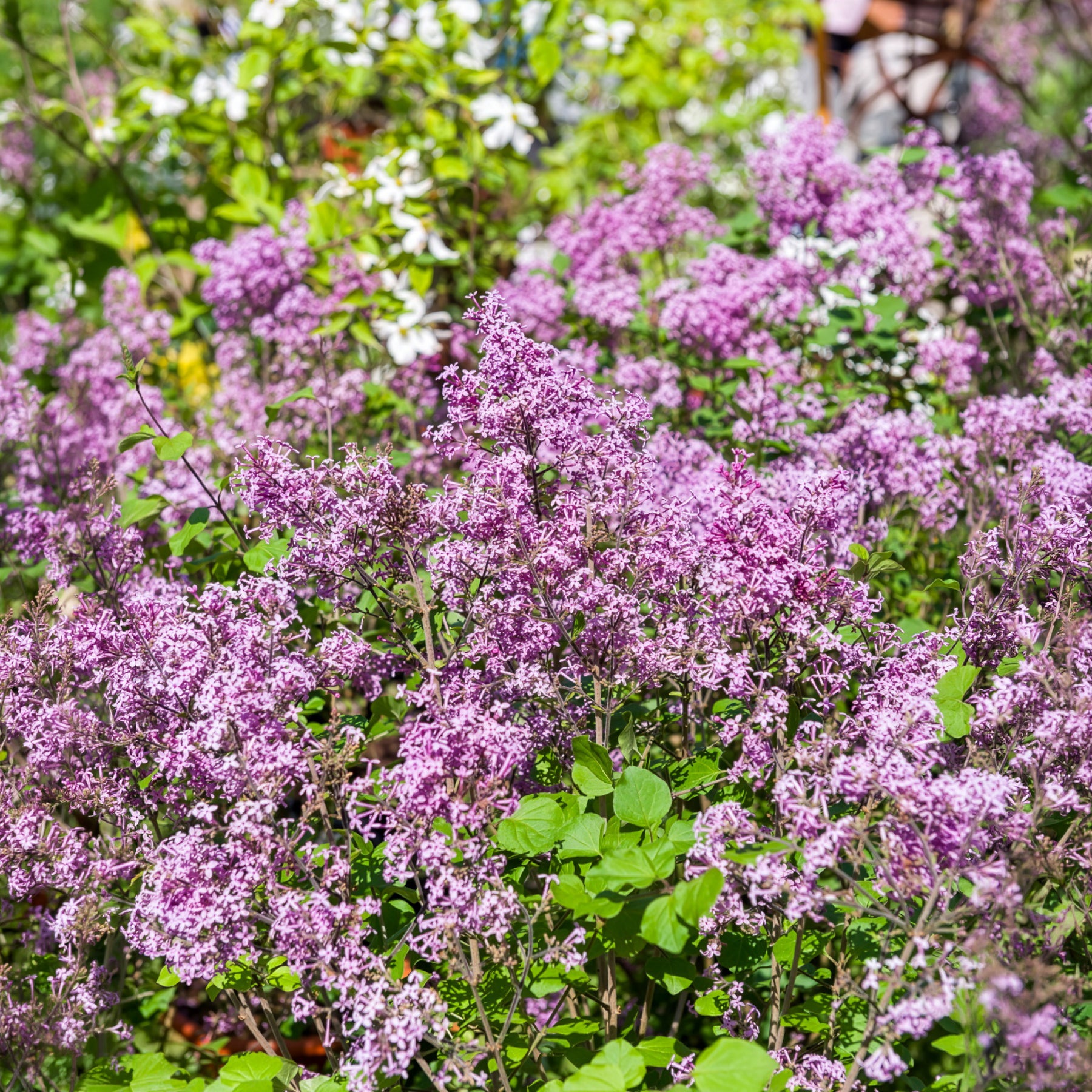 Dwergsering 'Dark Purple'