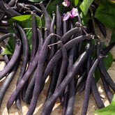 Stamslaboom 'Purple Queen' - Phaseolus vulgaris purple queen - Zaden