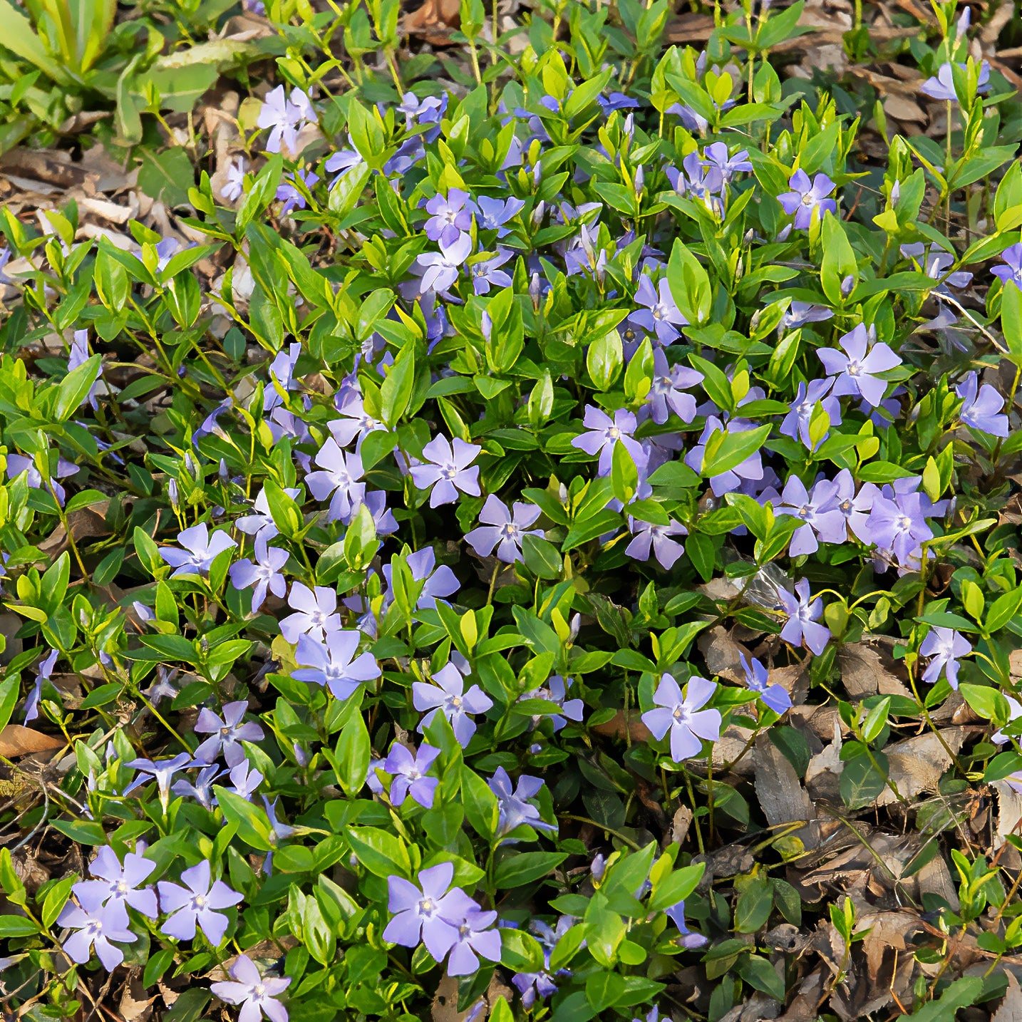 Maagdenpalm - Vinca minor - Willemse