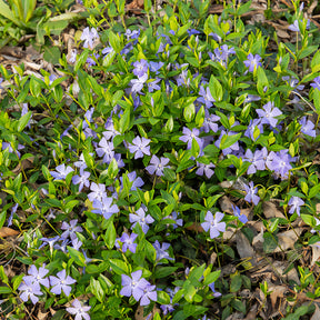 Maagdenpalm - Vinca minor - Willemse