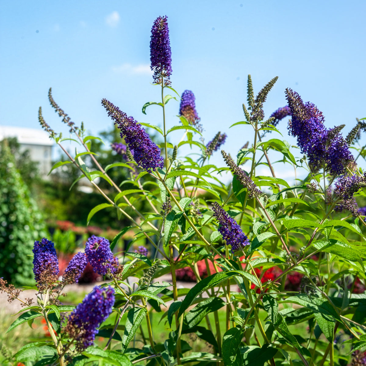 Vlinderstruik 'Empire Blue' - Buddleja davidii Empire Blue - Willemse