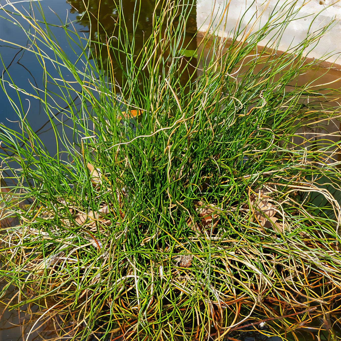 Juncus effusus spiralis - Spiralis bies - Alle vijverplanten