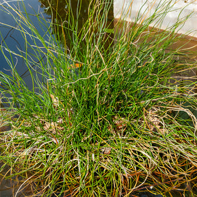 Juncus effusus spiralis - Spiralis bies - Alle vijverplanten