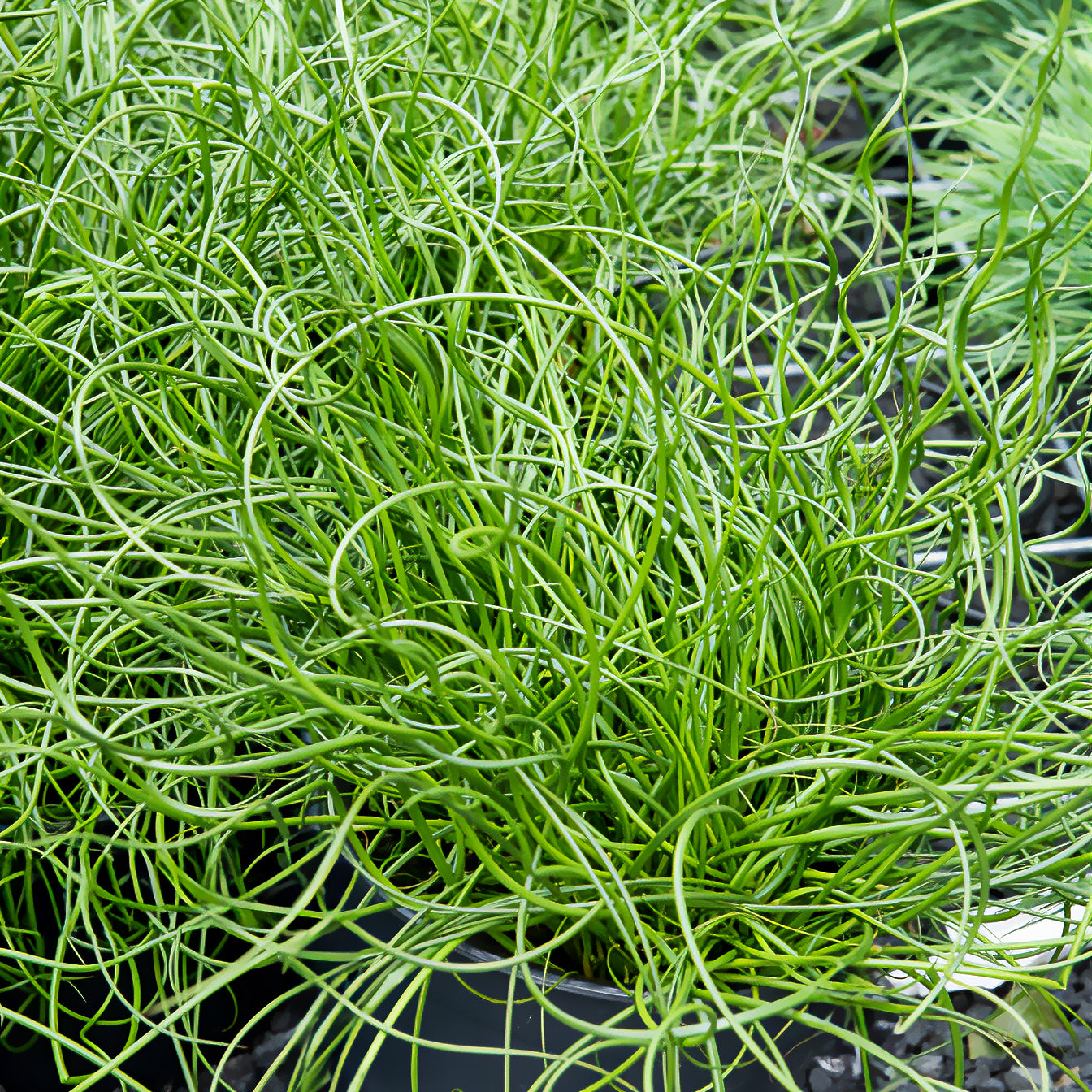 Alle vijverplanten - Spiralis bies - Juncus effusus spiralis