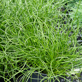 Alle vijverplanten - Spiralis bies - Juncus effusus spiralis