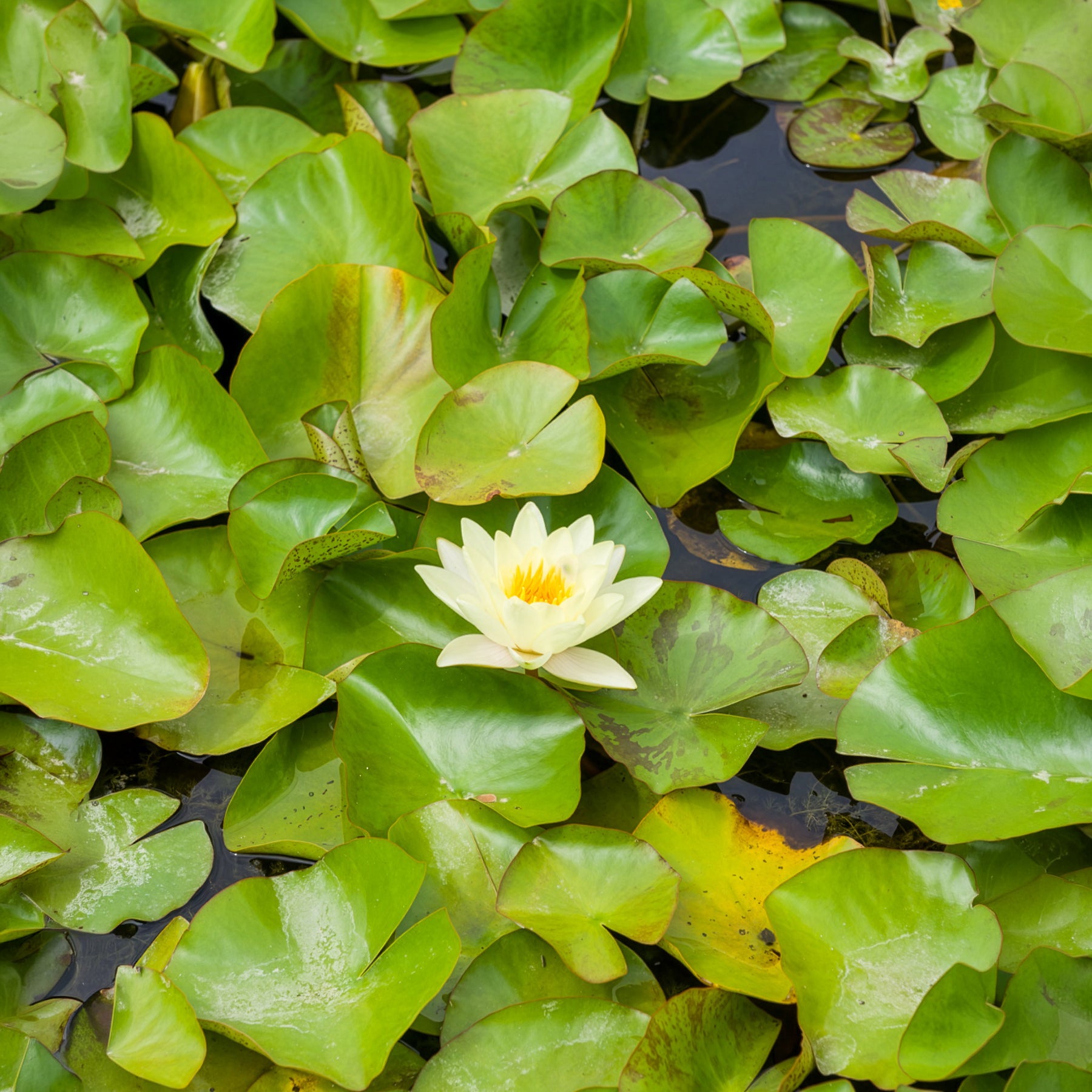 Waterlelie 'Marliacea Chromatella' - Nymphaea marliacea Chromatella - Willemse