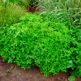 Oregano - Origanum vulgare - Willemse