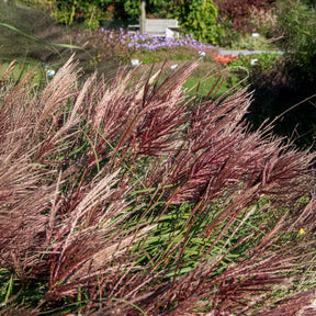 Miscanthus - Chinees riet - Prachtriet Red Chief - Miscanthus sinensis Red Chief