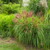 Prachtriet Red Chief - Miscanthus sinensis Red Chief - Willemse