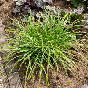 Carex 'Variegata'