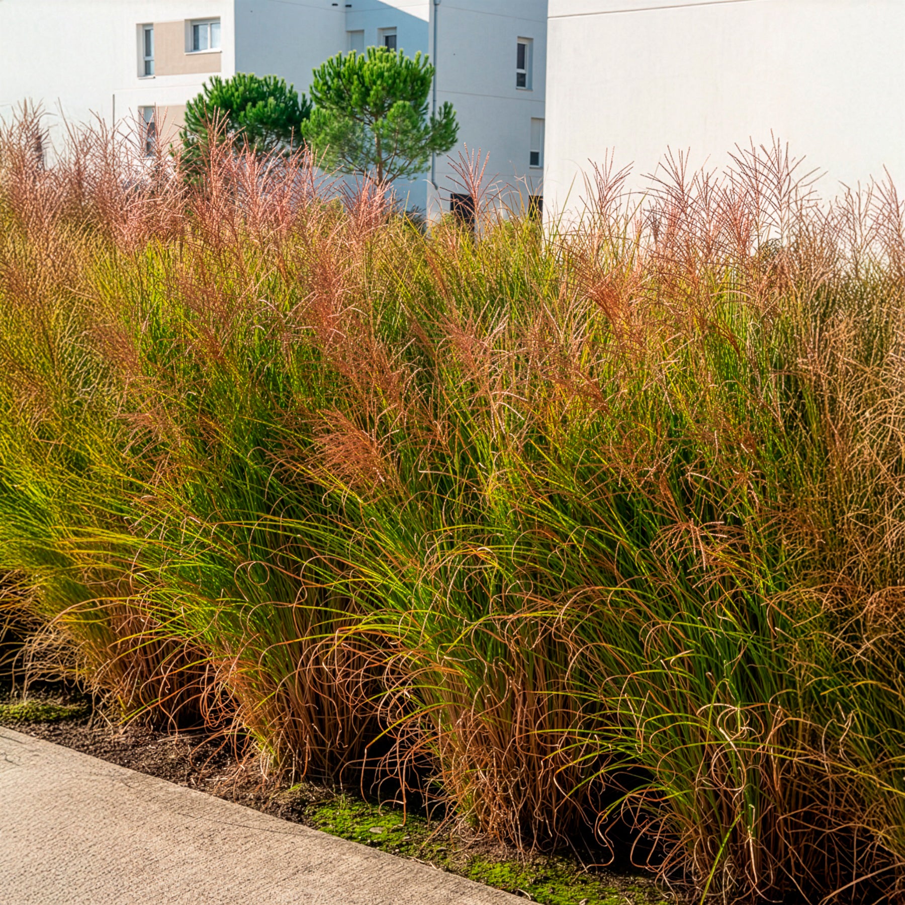 Prachtriet 'Gracillimus'