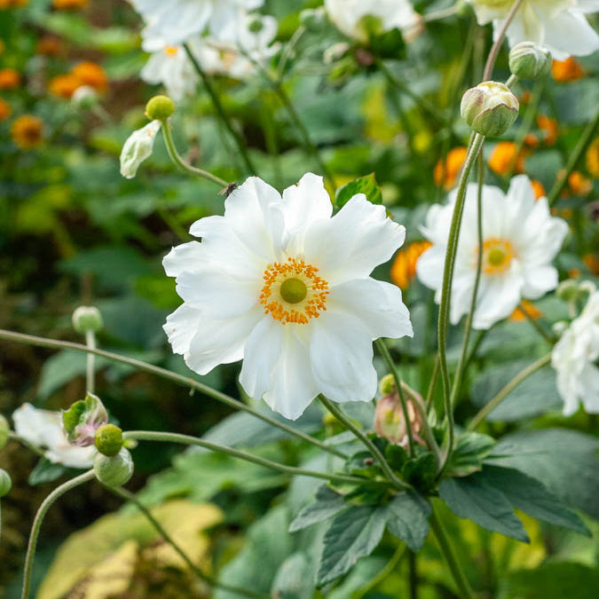 Naakte wortels - Anemoon 'Whirlwind' - Anemone hybrida whirlwind