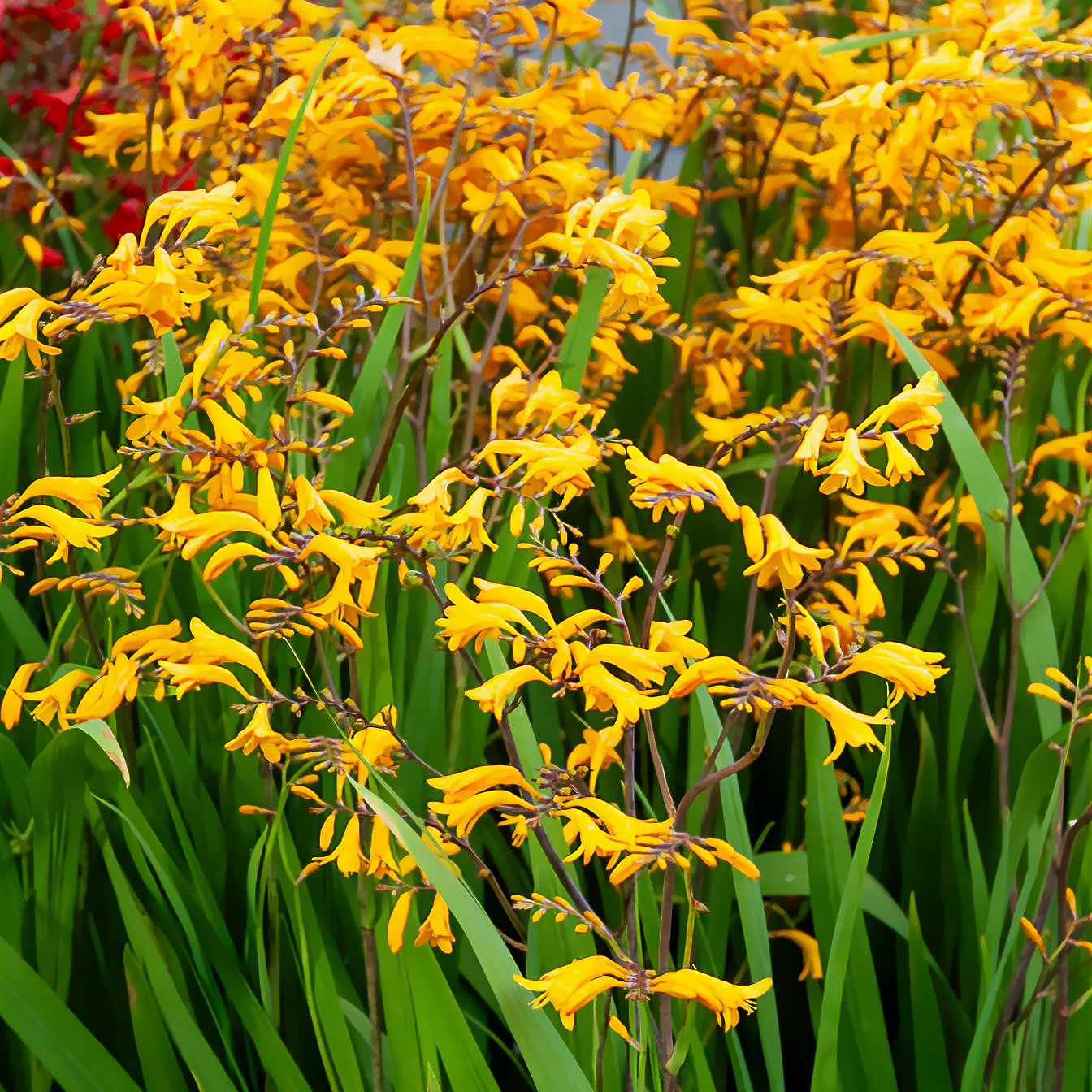 Crocosmia 'Sunglow' (x20) - Crocosmia  'sunglow' - Willemse