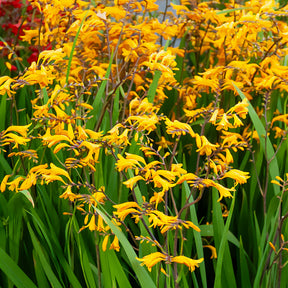 Crocosmia 'Sunglow' (x20) - Crocosmia  'sunglow' - Willemse