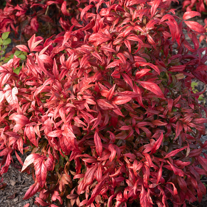 Nandina domestica Fire Power - Hemelse bamboe 'Firepower' - Bloeiende heesters